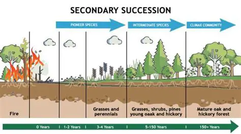Initial Stages of Secondary Succession