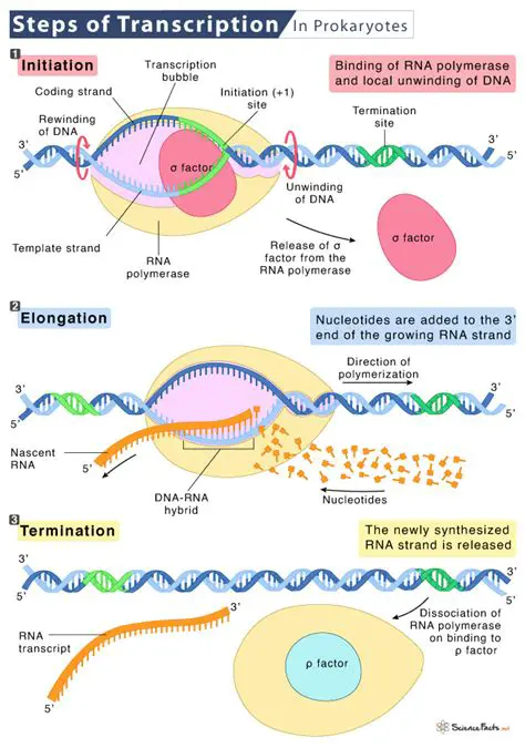 Initiation of Transcription