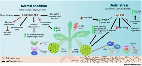 Interaction between Drought Stress and Antioxidant Application