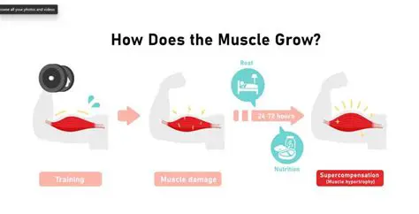 Interference with Muscle Growth