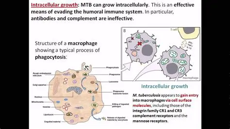 Intracellular growth and replication