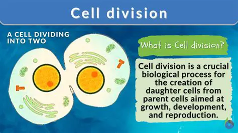 Introduction to Cell Division