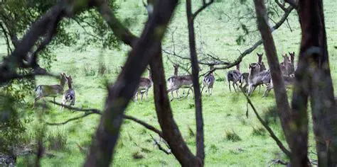 Introduction to Deer Drive