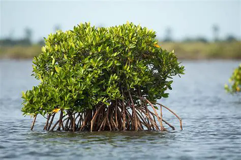 Introduction to Mangrove Ecosystems and Rhizophora Apiculata
