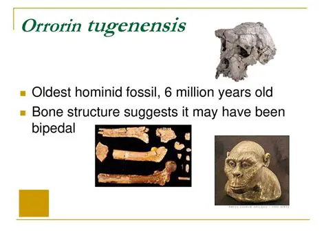 Introduction to Orrorin tugenensis