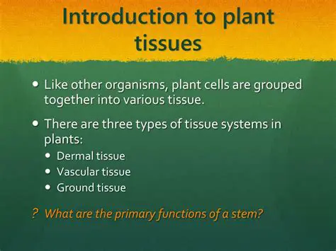 Introduction to Plant Tissues