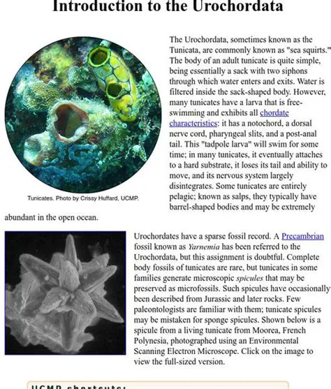Introduction to Urochordata