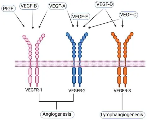 Investigate the mechanism underlying the link between H1 and VEGF receptors