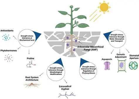Investigating the effect of mycorrhizal treatment on other crops