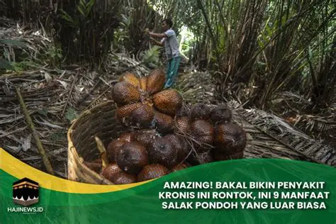 Investment in Salak Pondoh farming
