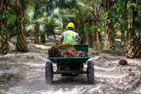 Investment in the Palm Oil and Rubber Sectors