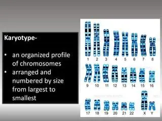Kariotype Analysis and Significance