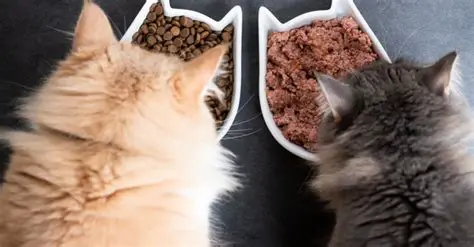 Kediler ve Beslenme Haberleri