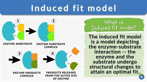 Key Components of the Induced Fit Model