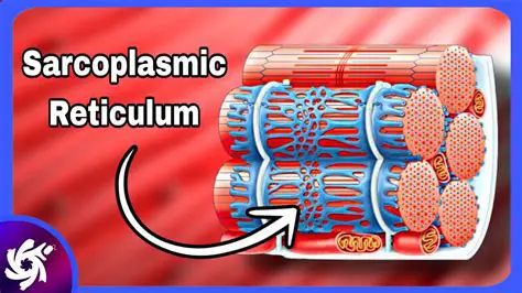 Key Components of the Sarcoplasm