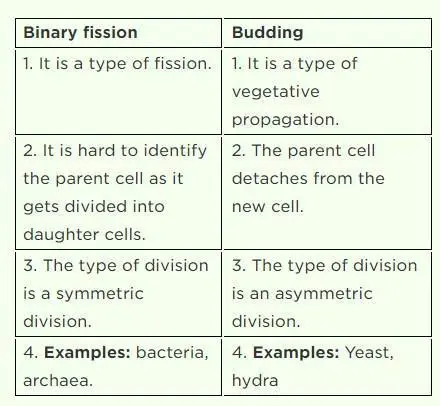 Key Differences Between Budding and Binary Fission
