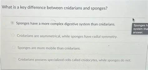 Key Differences between Cnidarians and Sponges
