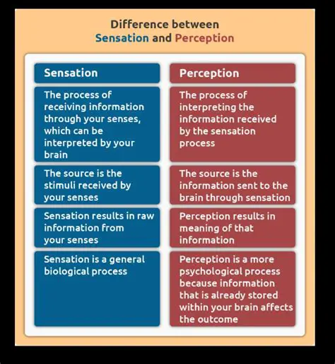 Key Differences Between Sensation and Perception