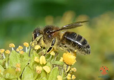 Key Features of Apis Ceratina