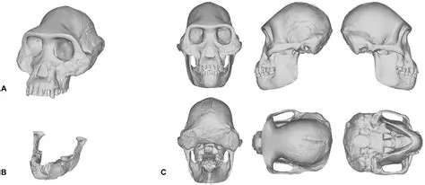 Key Features of Australopithecus afarensis Skulls