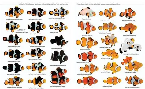 Key Features of Clownfish Evolution for Skype