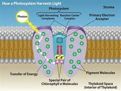 Key Features of Idesk Fotosistema