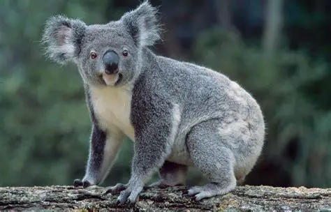 Key Features of Koala Edit