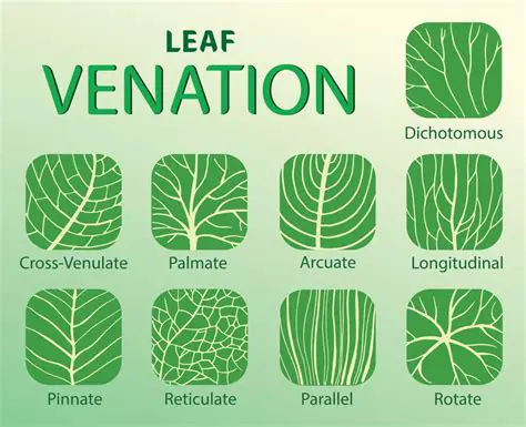 Key Features of Leaf Community Edition
