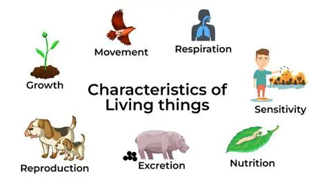 Key Features of Living Doc