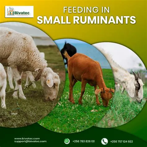 Key Features of Small Ruminant Nutrition System