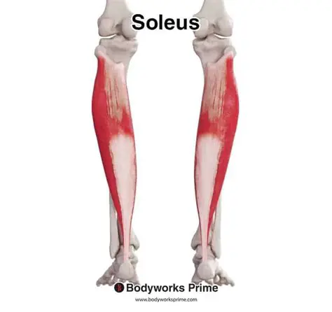 Key Features of Soleus Sync