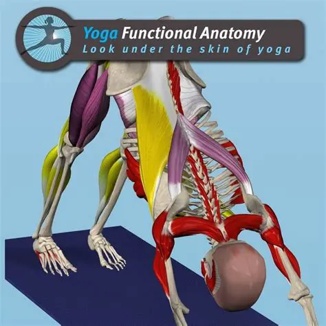 Key Features of YOGA Functional Anatomy