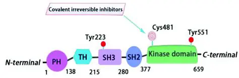 La Kinase de Bruton (BTK) : Une Cible Thérapeutique Majeure en Immunologie et Oncologie