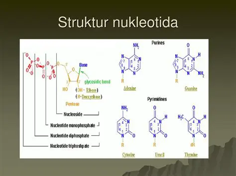 Komponen Nukleotida Lainnya