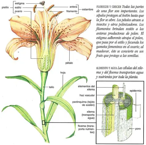La Estructura de la Flor de la Rosa