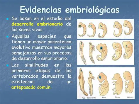 La Evidencia de las Canoas