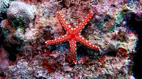 La importancia de la estrella de mar en el ecosistema marino