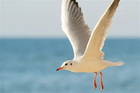 La Importancia de las Gaviotas Brillantes
