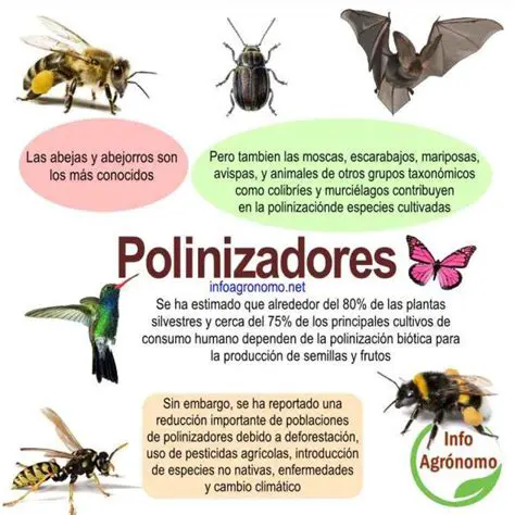 La importancia de los polinizadores