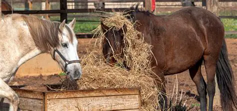 La Importancia del Pienso para Caballos