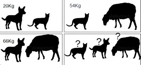 La masse totale des trois animaux