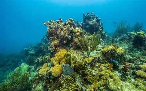 La pesca y su impacto en los ecosistemas costeros