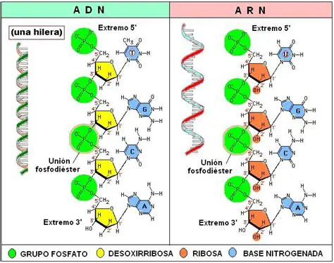 La secuencia de nucleotidos del ARN mensajero