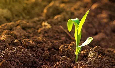 La Tierra Humifera y Profunda