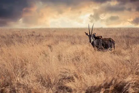 Landscapes and wildlife photography