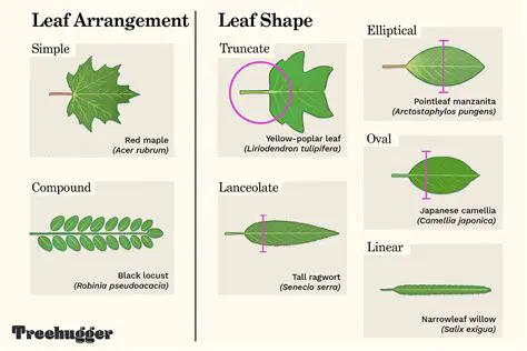 Leaf shape and arrangement