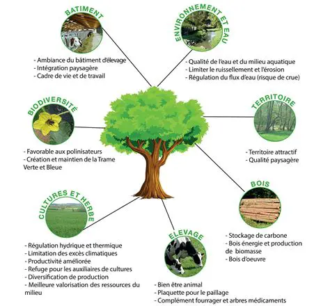 Les avantages du reboisement