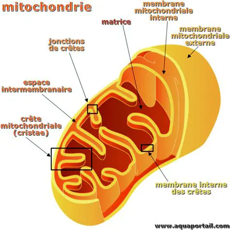 Les plis des mitochondries
