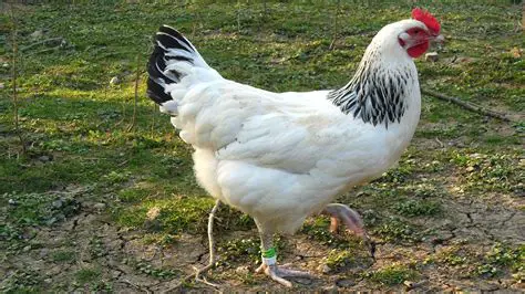 Les Poules avec Six Pattes