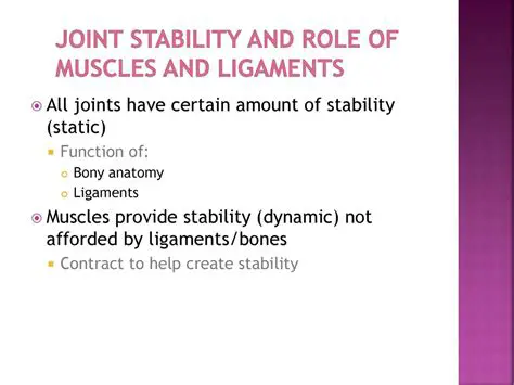 Ligaments provide stability